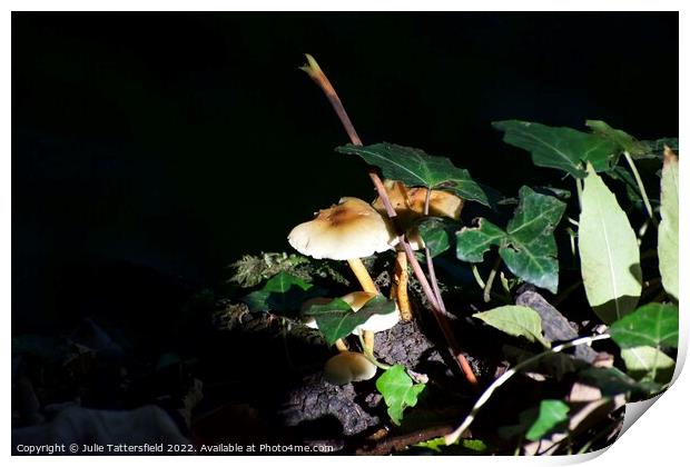 Mushroom light  Print by Julie Tattersfield