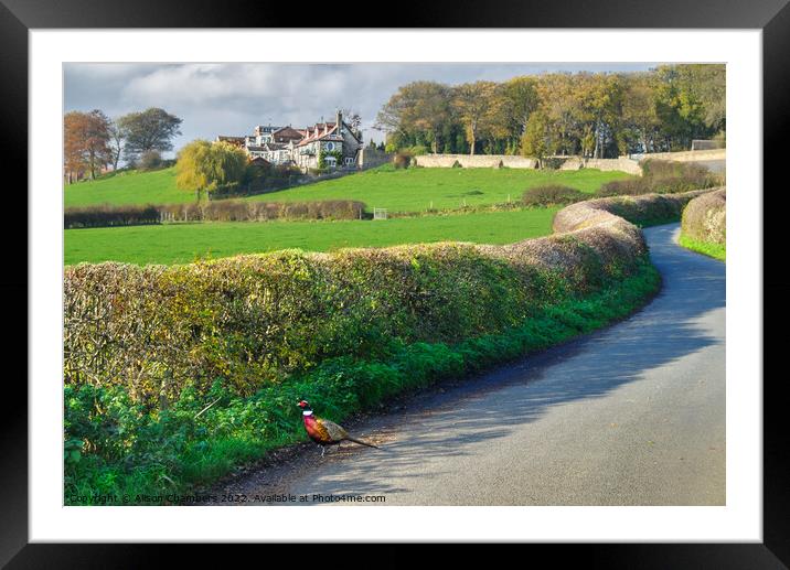 Country Pheasant Barnsley  Framed Mounted Print by Alison Chambers