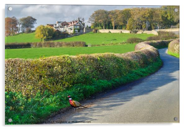 Country Pheasant Barnsley  Acrylic by Alison Chambers
