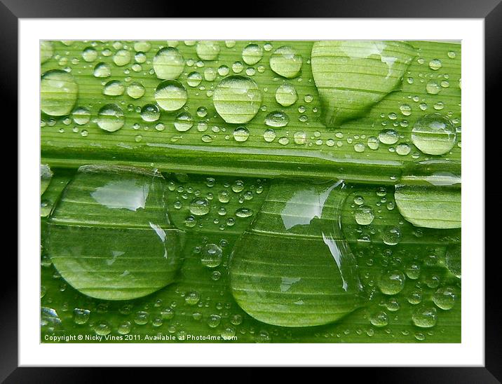 Water droplets Framed Mounted Print by Nicky Vines