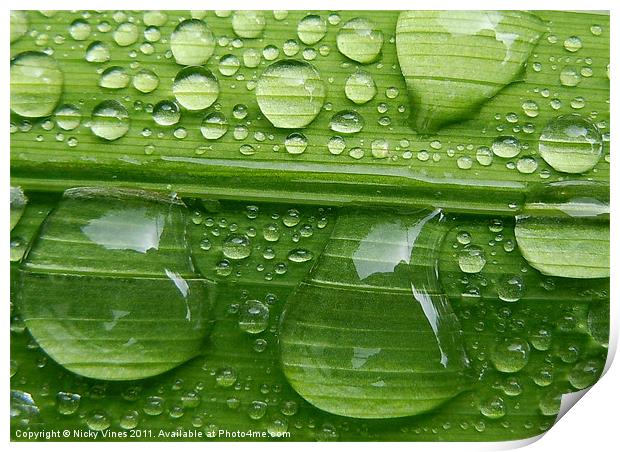 Water droplets Print by Nicky Vines