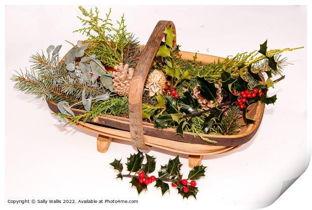 Trug with cut greenery for decorations Print by Sally Wallis