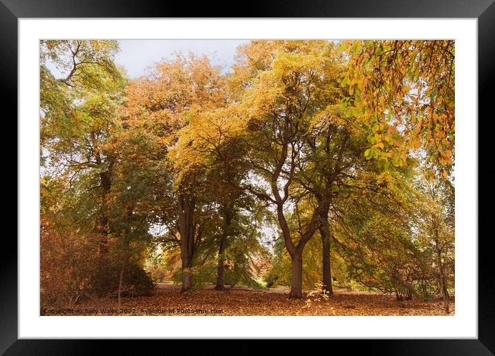 Woodland Autumn colors Framed Mounted Print by Sally Wallis