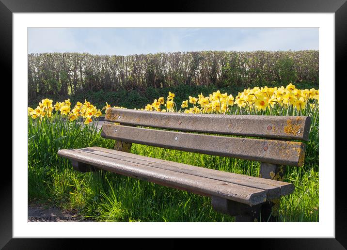Bench among daffodils Framed Mounted Print by Sally Wallis