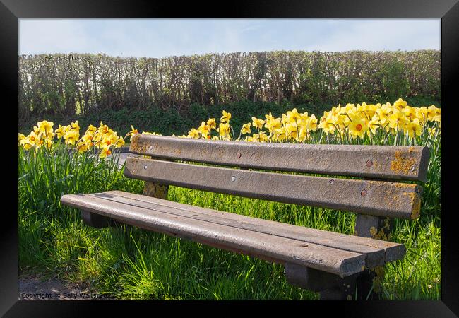 Bench among daffodils Framed Print by Sally Wallis