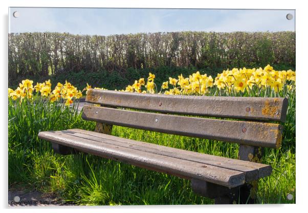 Bench among daffodils Acrylic by Sally Wallis