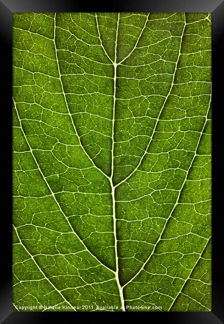 Leaf Lines VII Framed Print by Natalie Kinnear