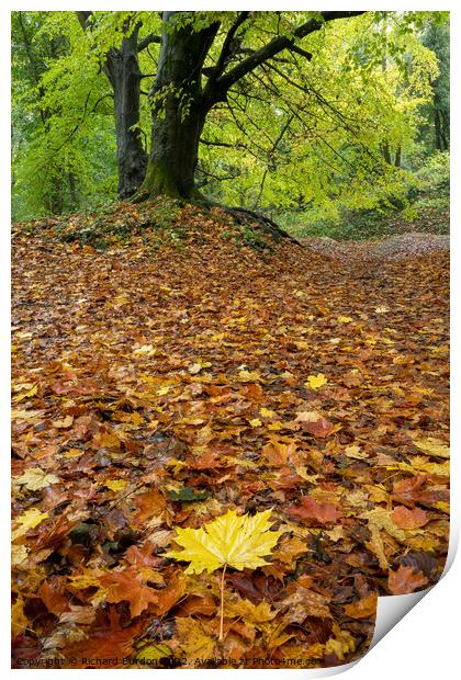 Autumn Leaves Print by Richard Burdon