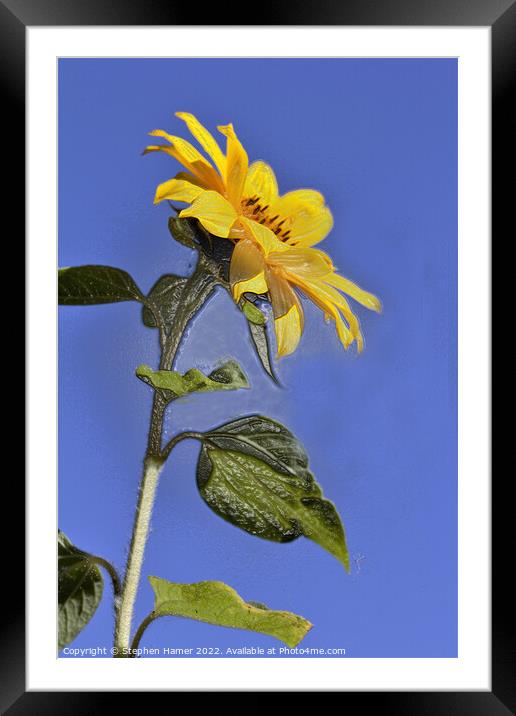 Radiant Sunflower Fields Framed Mounted Print by Stephen Hamer