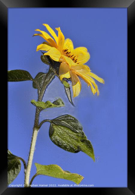 Radiant Sunflower Fields Framed Print by Stephen Hamer