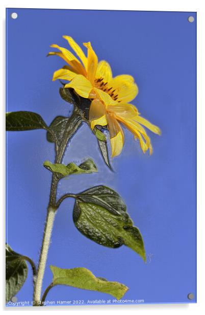 Radiant Sunflower Fields Acrylic by Stephen Hamer