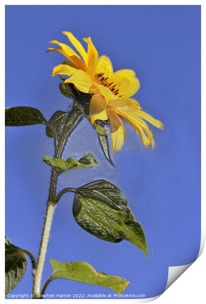 Radiant Sunflower Fields Print by Stephen Hamer