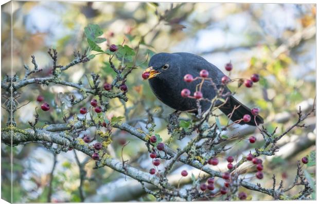 A Blackbird Eating Autumn Berries.  Canvas Print by Ros Crosland