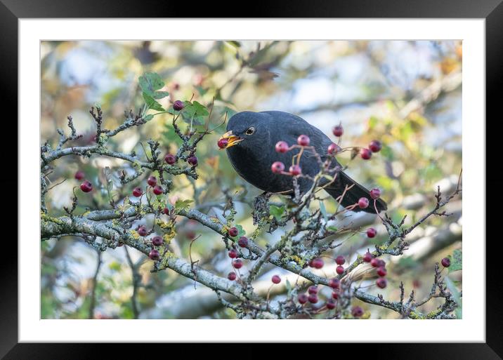 A Blackbird Eating Autumn Berries.  Framed Mounted Print by Ros Crosland