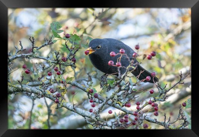 A Blackbird Eating Autumn Berries.  Framed Print by Ros Crosland