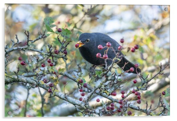 A Blackbird Eating Autumn Berries.  Acrylic by Ros Crosland