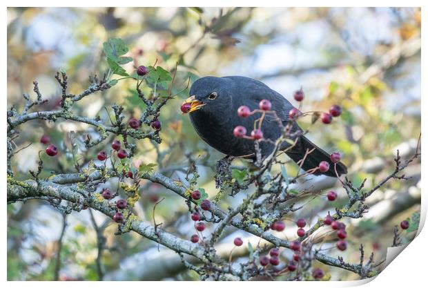 A Blackbird Eating Autumn Berries.  Print by Ros Crosland