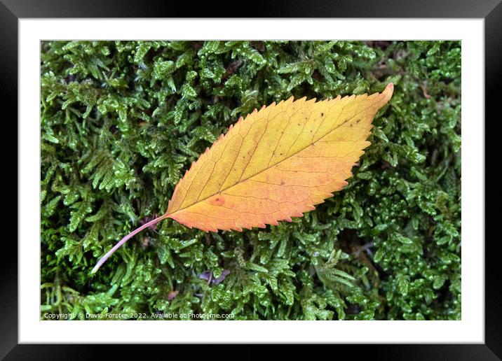 Colourful Flame Shaped Autumnal Leaf on Moss Framed Mounted Print by David Forster