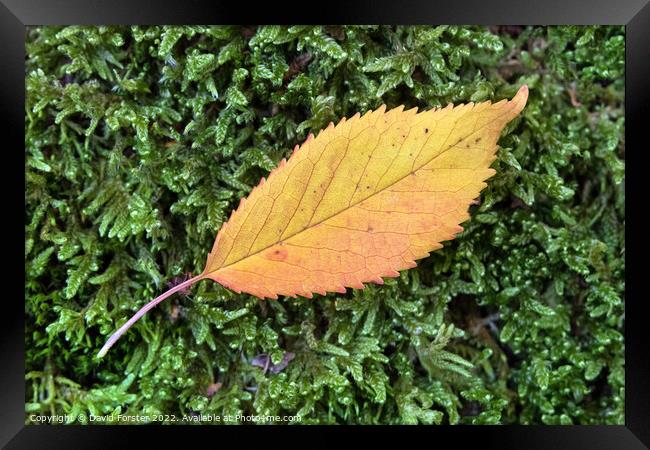 Colourful Flame Shaped Autumnal Leaf on Moss Framed Print by David Forster