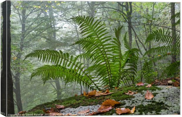 Ferns Growing in a Misty Autumnal Woodland Canvas Print by David Forster