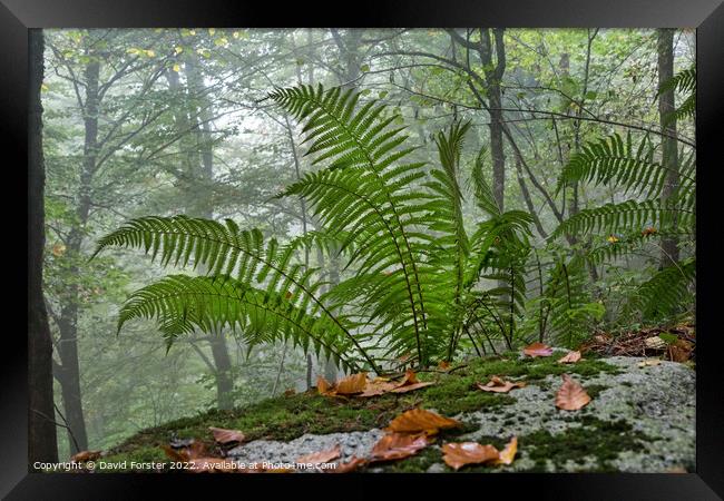Ferns Growing in a Misty Autumnal Woodland Framed Print by David Forster