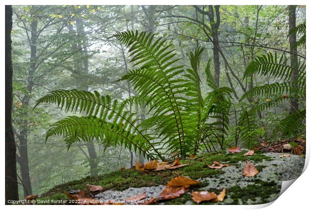 Ferns Growing in a Misty Autumnal Woodland Print by David Forster