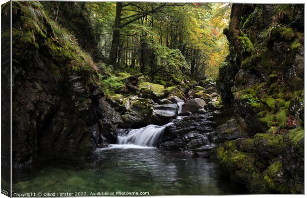 Autumn Stream, Ariege, Pyrenees, France Canvas Print by David Forster