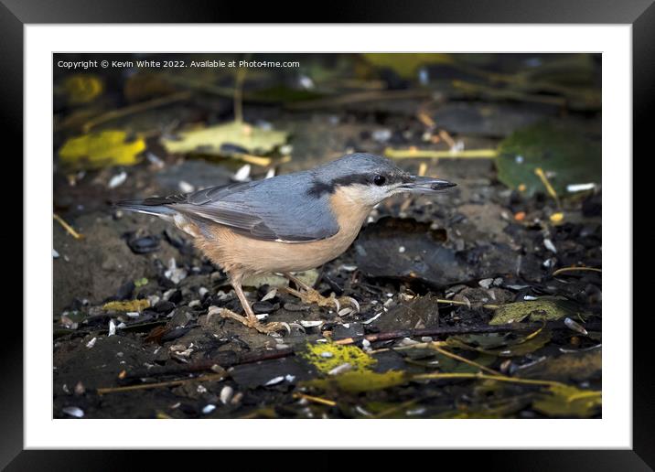 Nuthatch has found a nut to eat Framed Mounted Print by Kevin White