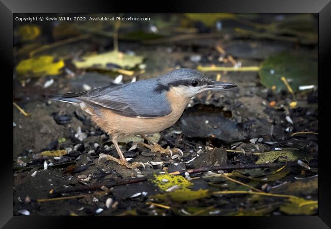 Nuthatch has found a nut to eat Framed Print by Kevin White