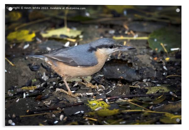 Nuthatch has found a nut to eat Acrylic by Kevin White