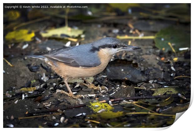 Nuthatch has found a nut to eat Print by Kevin White