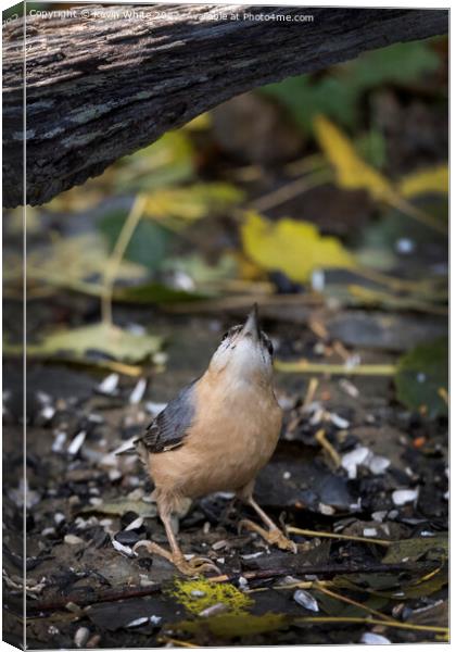 Nuthatch looking above for food Canvas Print by Kevin White
