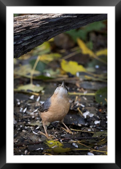 Nuthatch looking above for food Framed Mounted Print by Kevin White