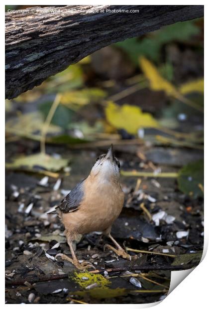 Nuthatch looking above for food Print by Kevin White
