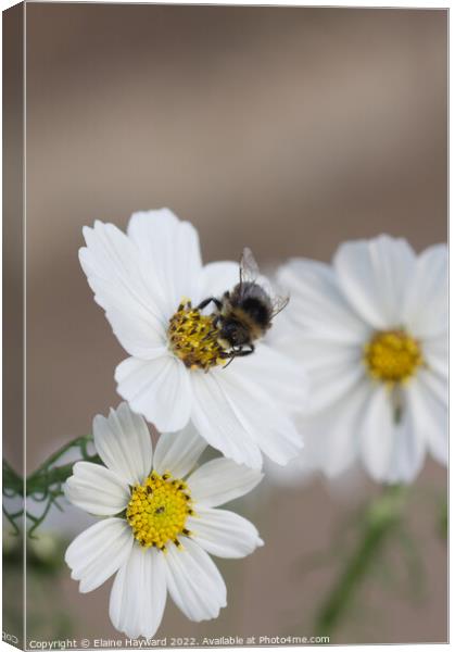 Bee on white cosmos flower Canvas Print by Elaine Hayward