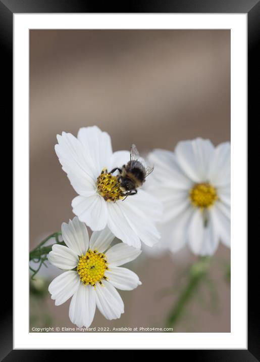 Bee on white cosmos flower Framed Mounted Print by Elaine Hayward