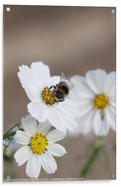 Bee on white cosmos flower Acrylic by Elaine Hayward