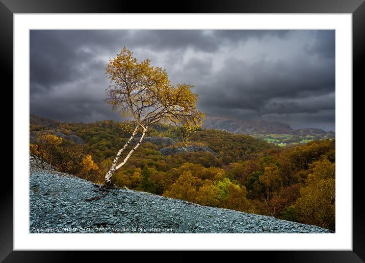 Hodge close Quarry lone tree 835  Framed Mounted Print by PHILIP CHALK