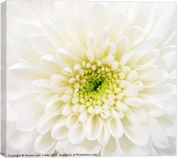 White Chrysanthemum Canvas Print by Sharon Lisa Clarke