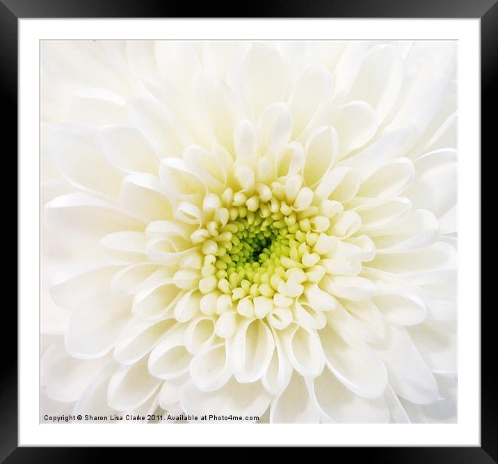 White Chrysanthemum Framed Mounted Print by Sharon Lisa Clarke