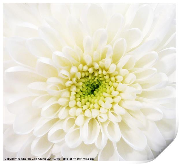 White Chrysanthemum Print by Sharon Lisa Clarke