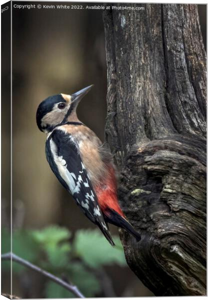Greater spotted woodpecker feeding Canvas Print by Kevin White