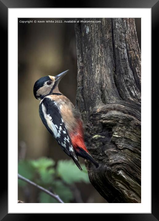 Greater spotted woodpecker feeding Framed Mounted Print by Kevin White