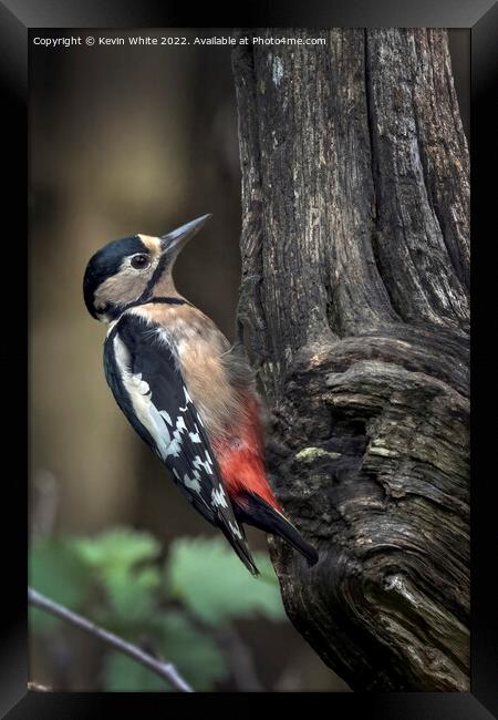Greater spotted woodpecker feeding Framed Print by Kevin White