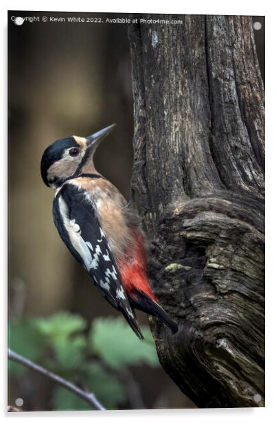 Greater spotted woodpecker feeding Acrylic by Kevin White