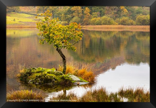 Lone tree Rydal Water Framed Print by CHRIS BARNARD