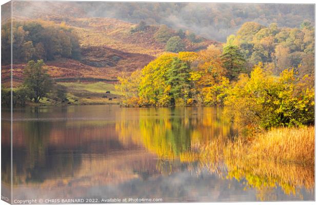 Autumn Colours at Rydal Water Canvas Print by CHRIS BARNARD