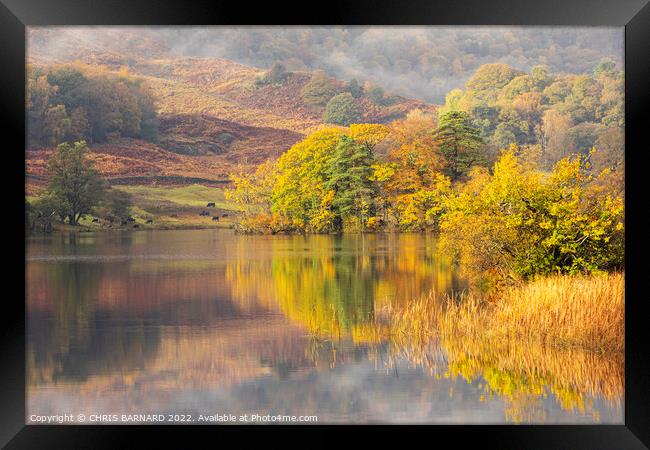 Autumn Colours at Rydal Water Framed Print by CHRIS BARNARD