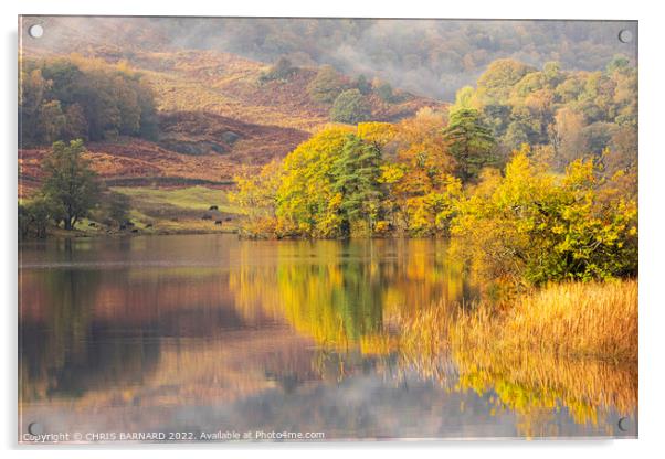 Autumn Colours at Rydal Water Acrylic by CHRIS BARNARD