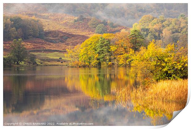 Autumn Colours at Rydal Water Print by CHRIS BARNARD